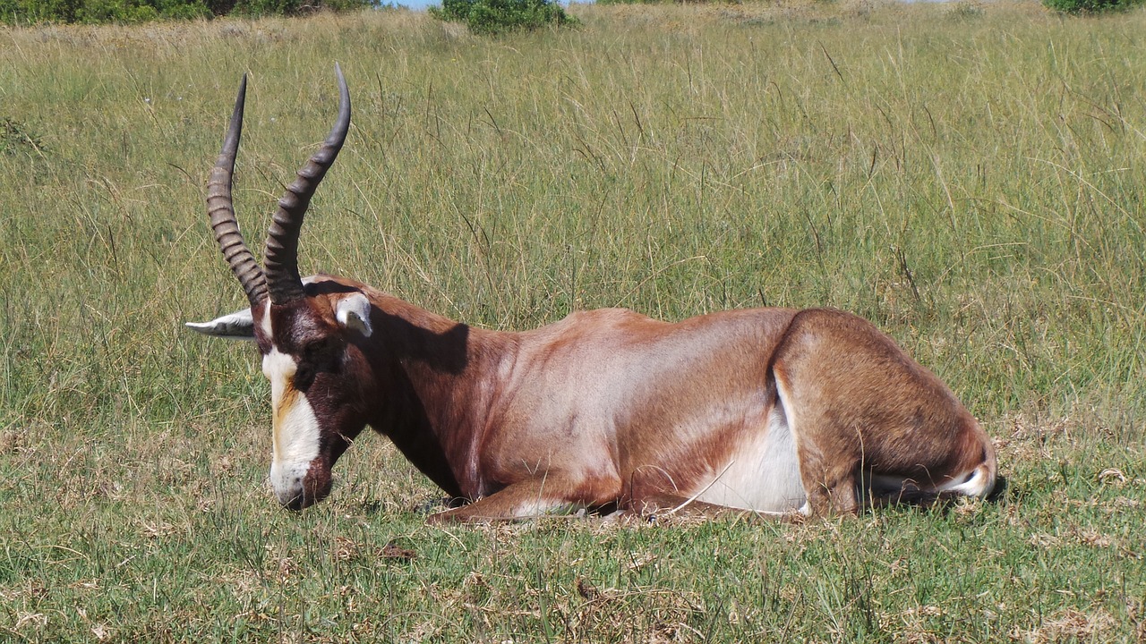kudu male kudu male free photo