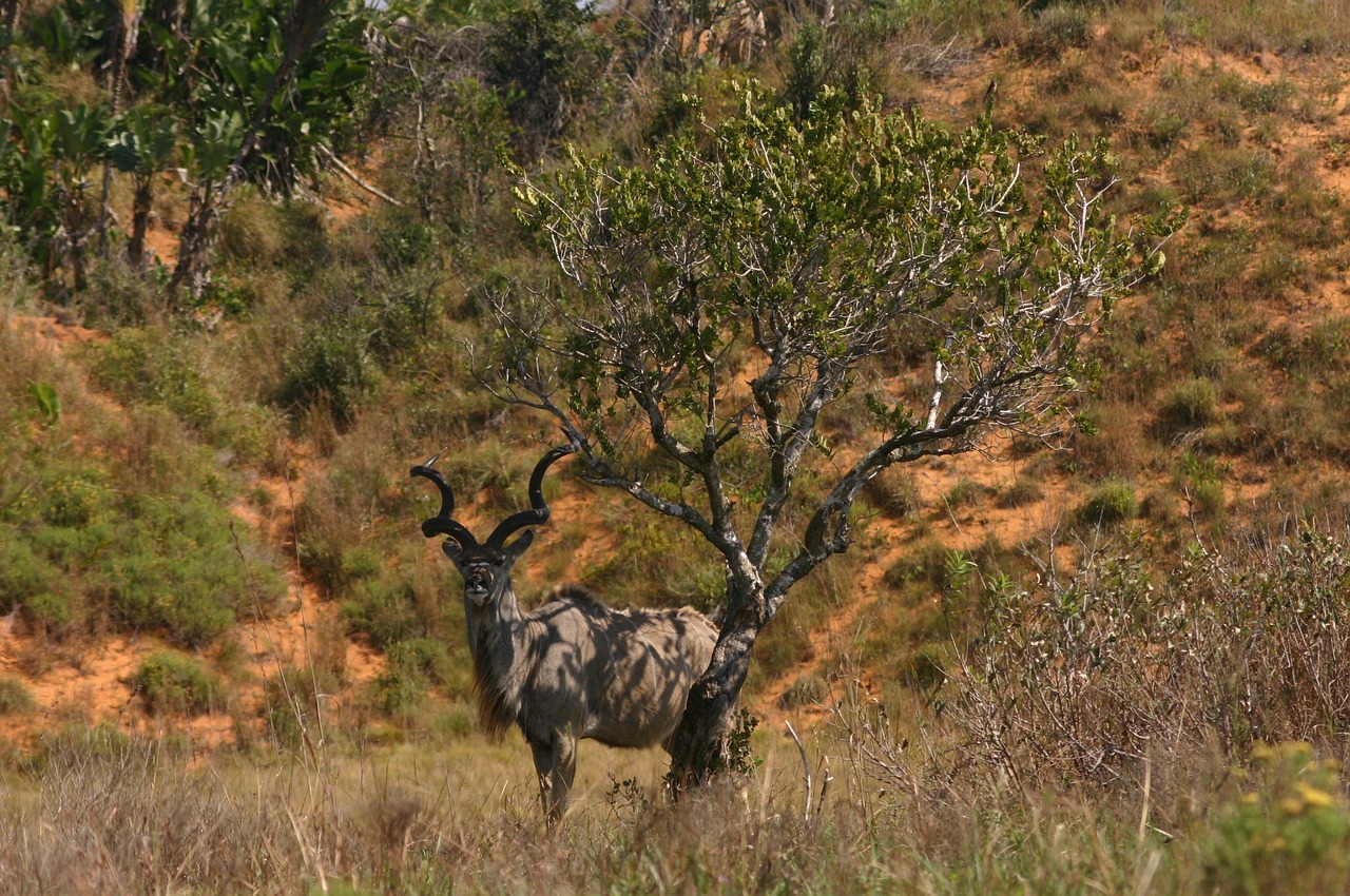 kudu south africa nature free photo