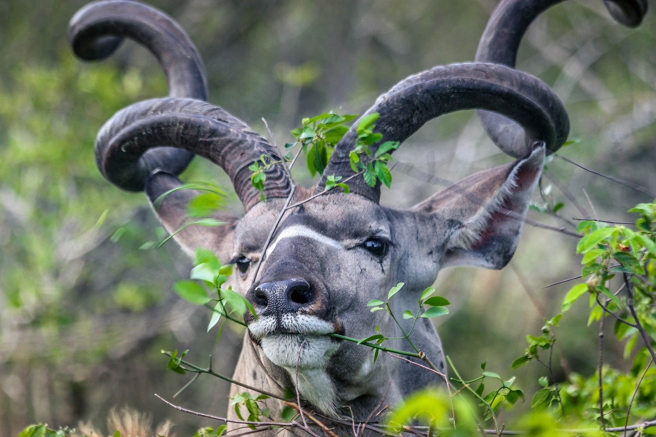 kudu buck kruger free photo