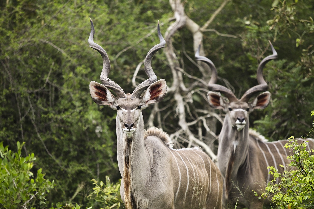kudu buck wildlife free photo