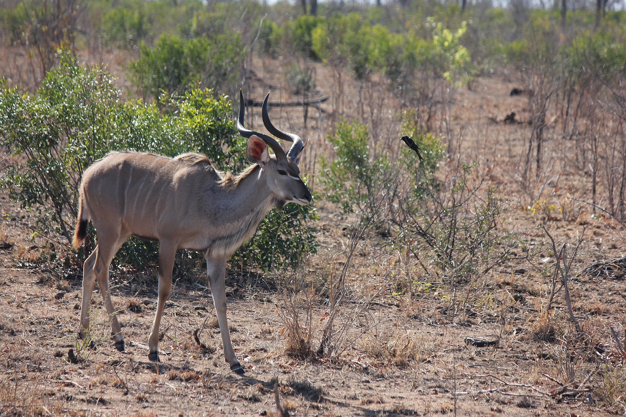 kudu bull male free photo