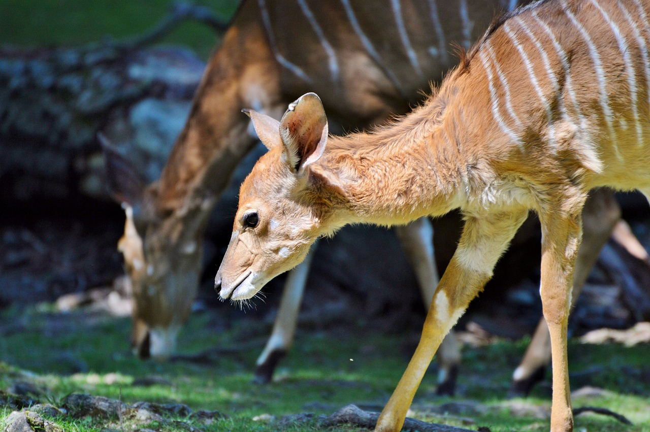 kudu antelope ruminant free photo