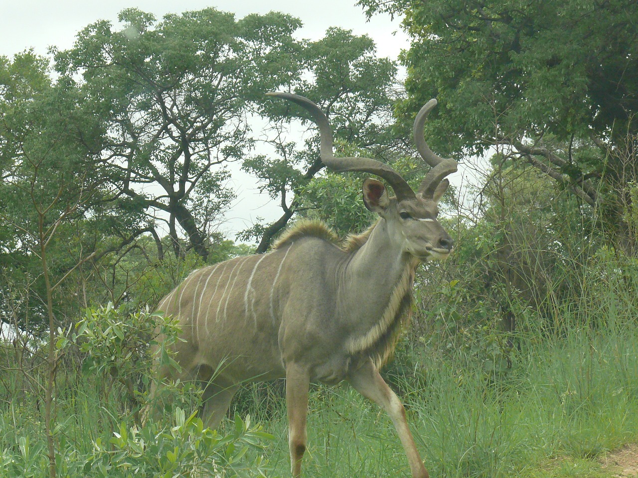 kudu africa animal free photo