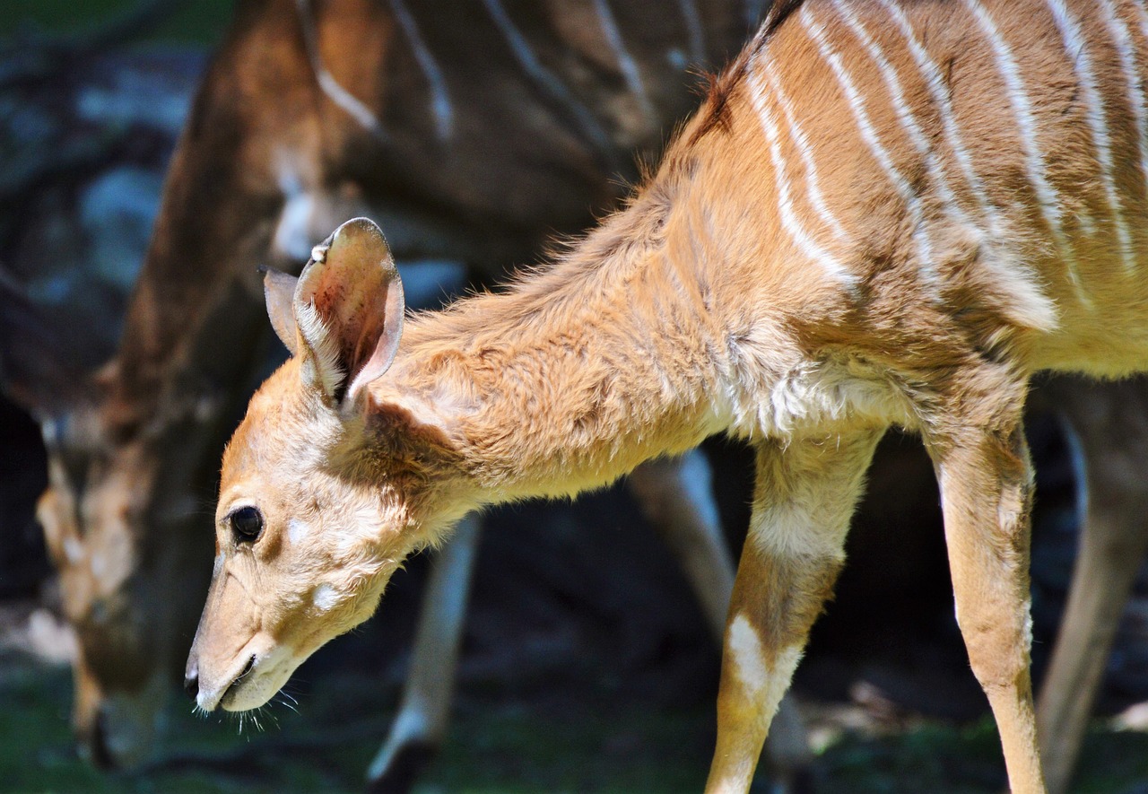 kudu antelope ruminant free photo