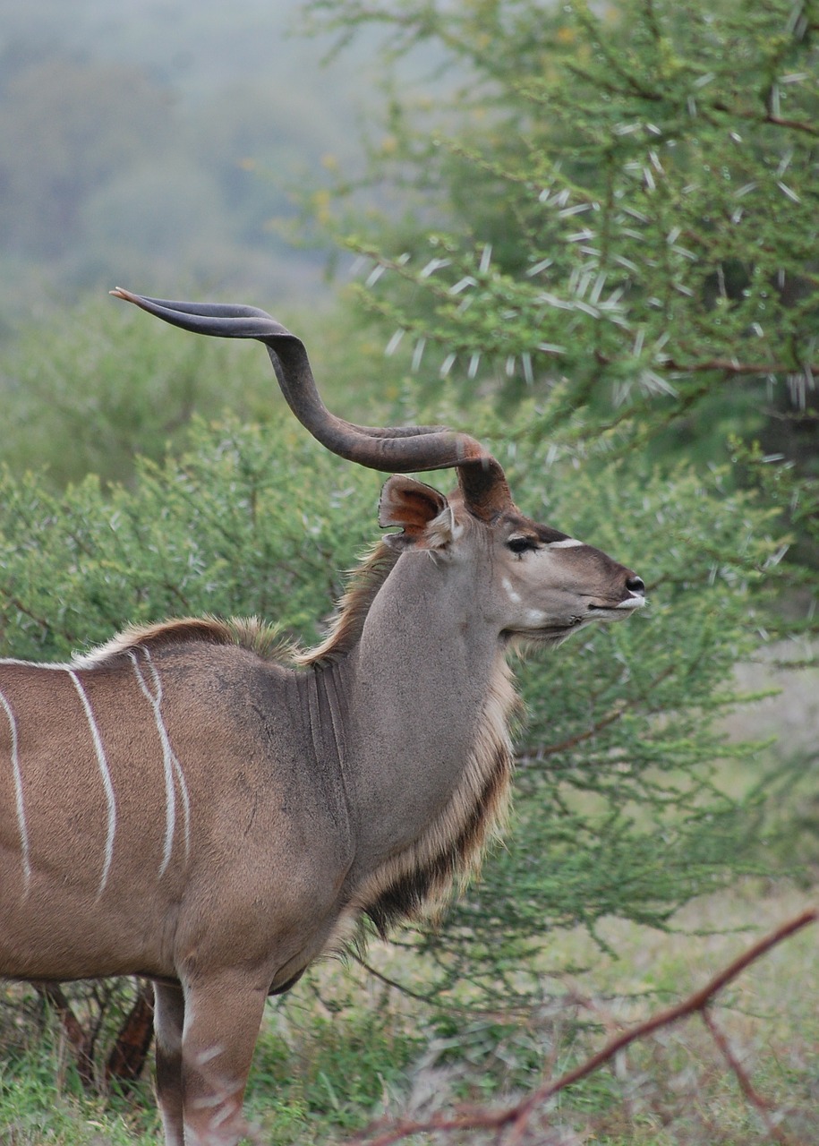 kudu horns africa free photo