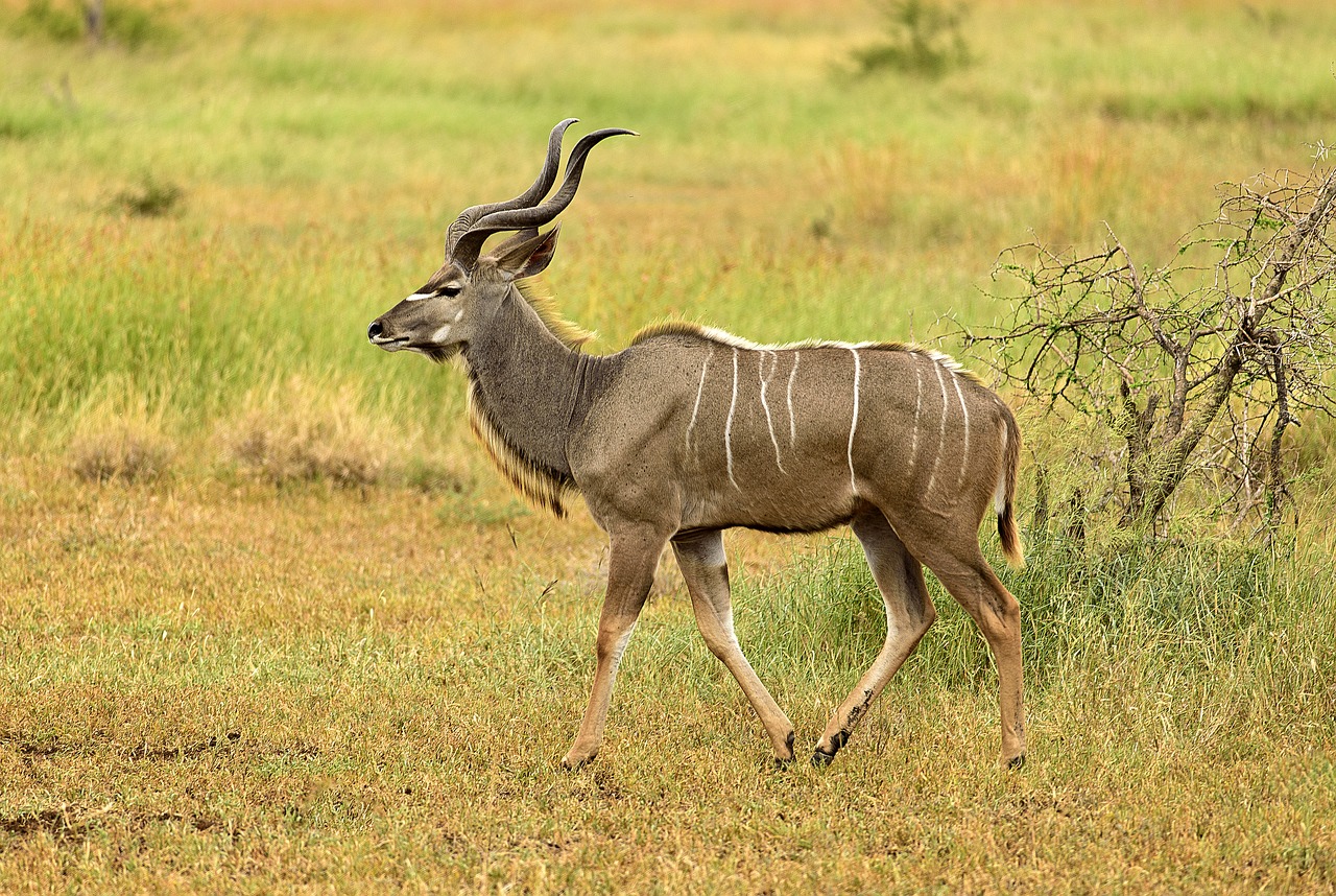kudu male stripes free photo