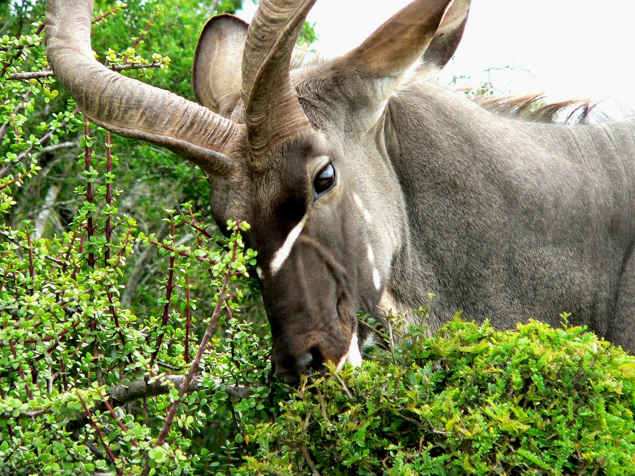 kudu animal springbok free photo