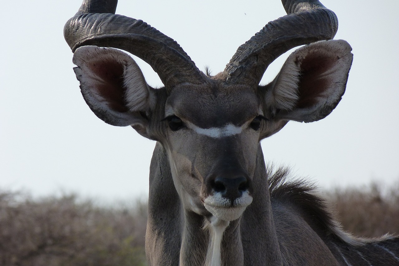 kudu africa wildlife photography free photo