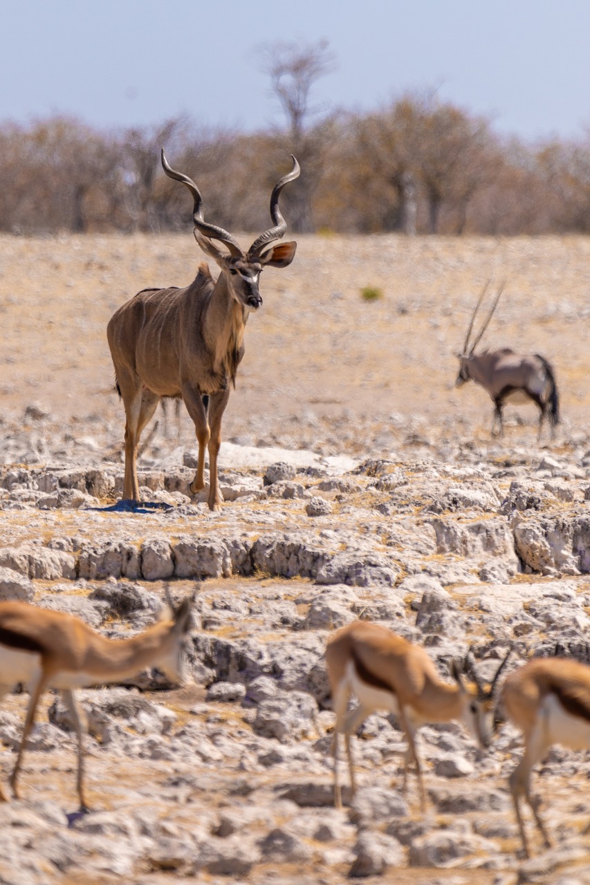 kudu  antelope  animal world free photo