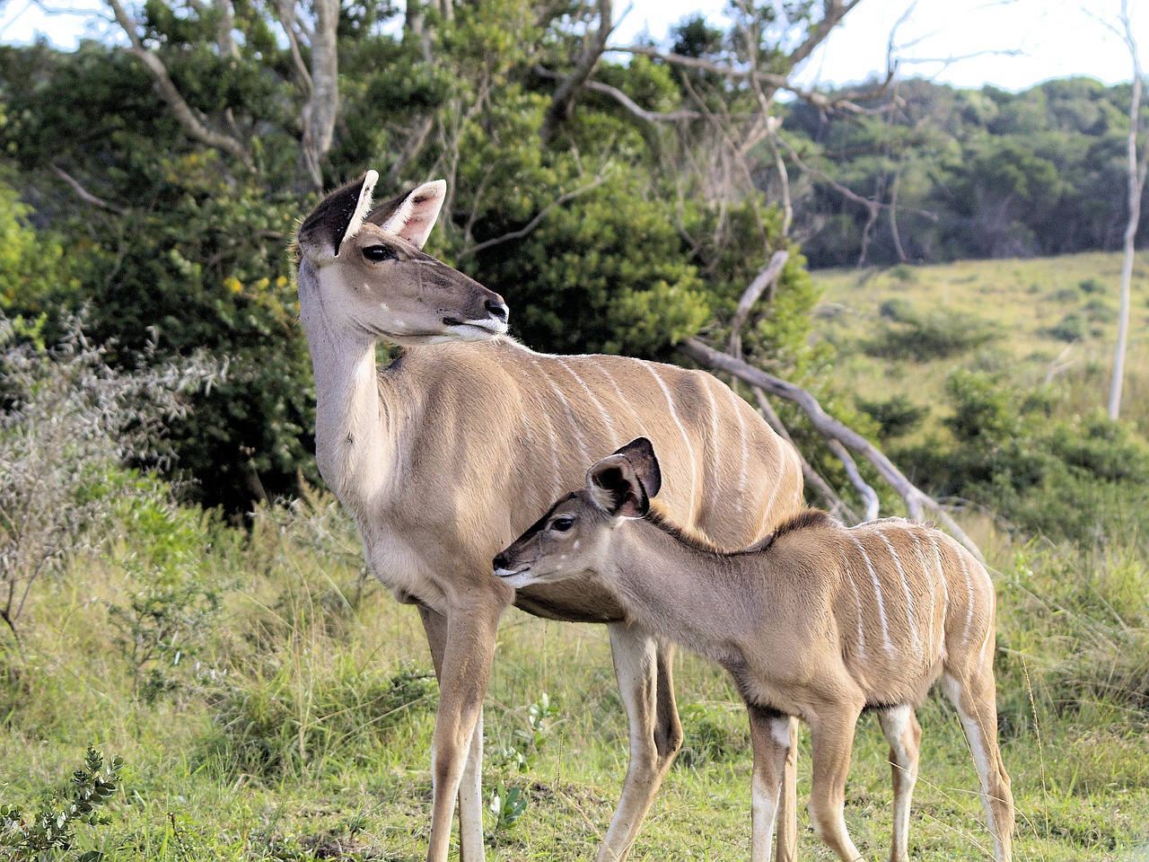kudu  family  africa free photo