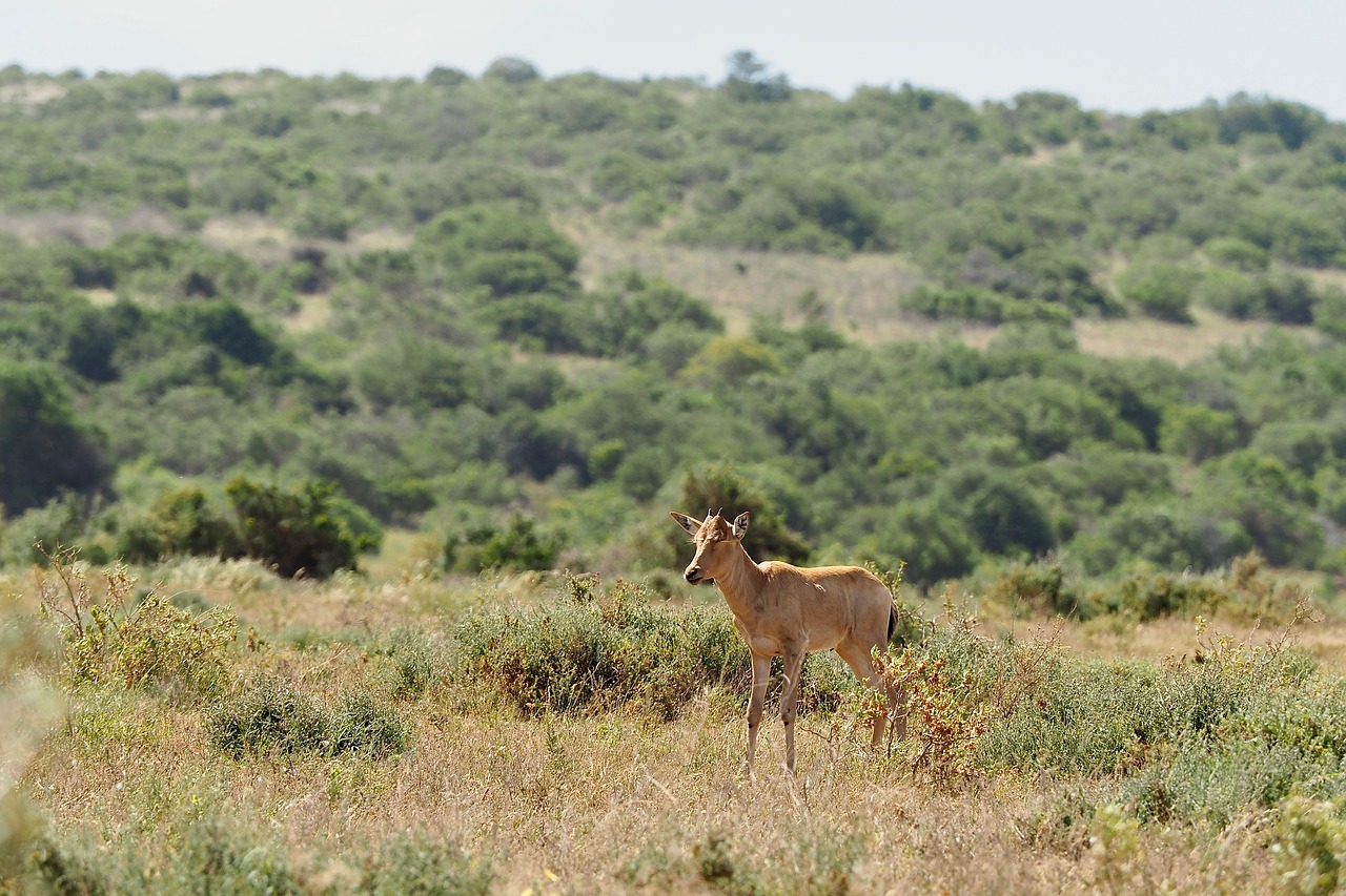 kudu  calf  south africa free photo