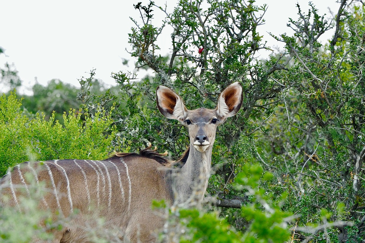 kudu  south africa  animal free photo