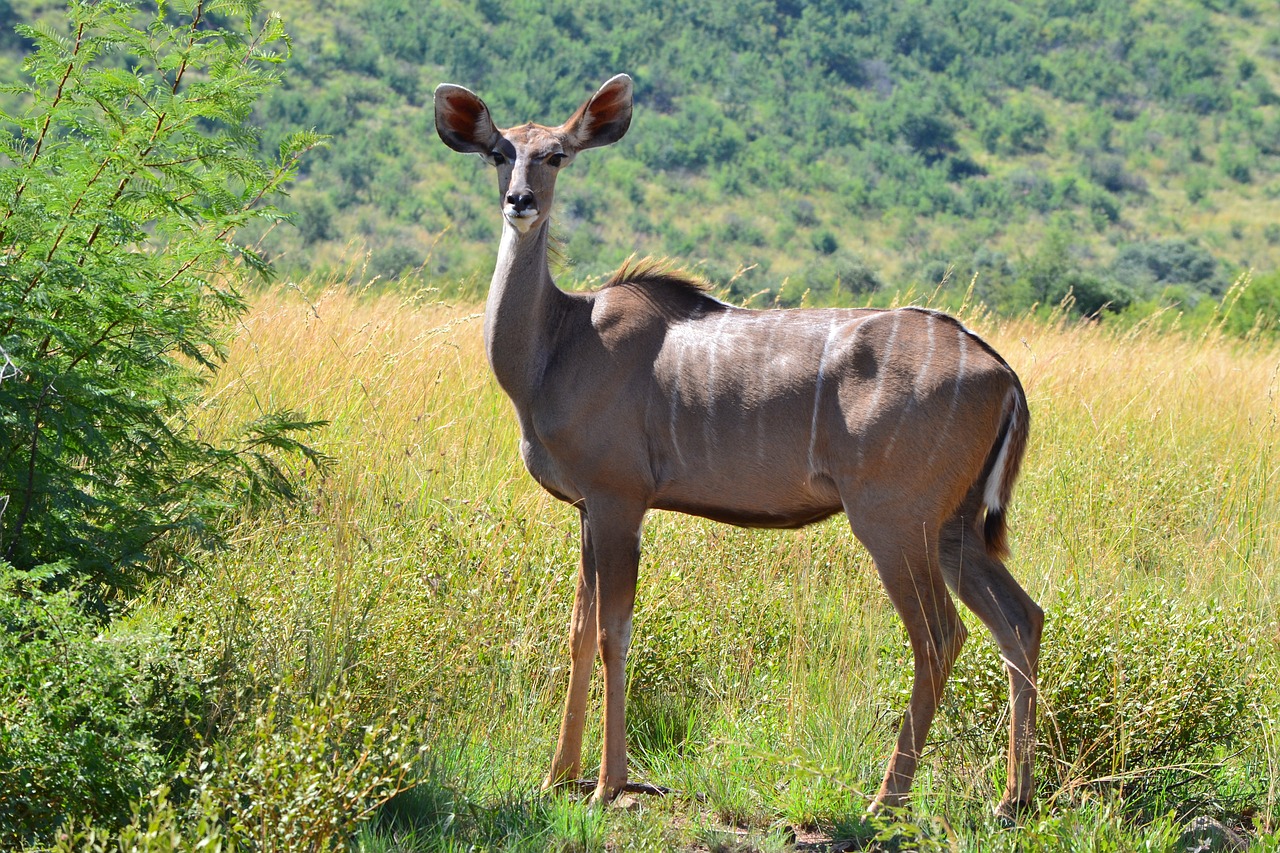 kudu  stripes  pose free photo
