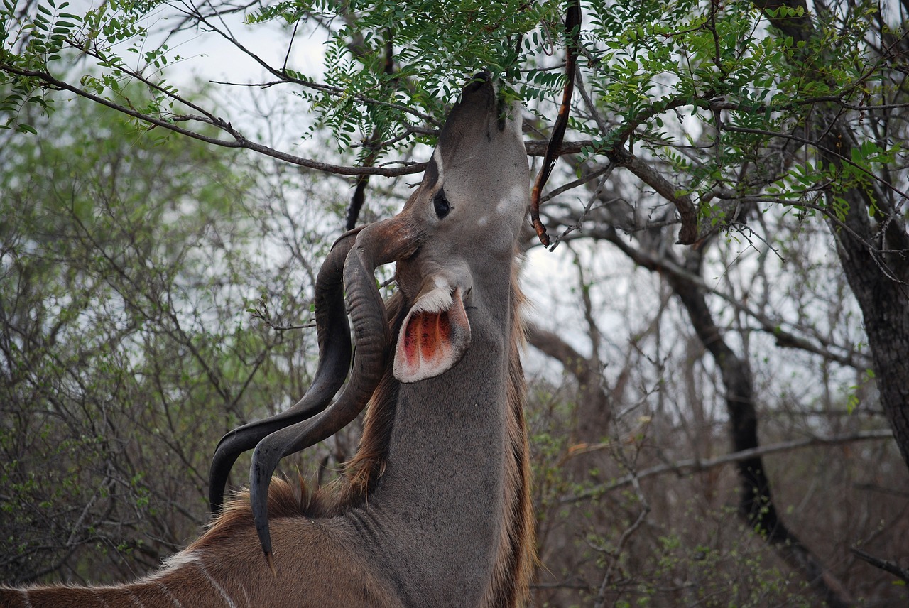 kudu  tree  africa free photo