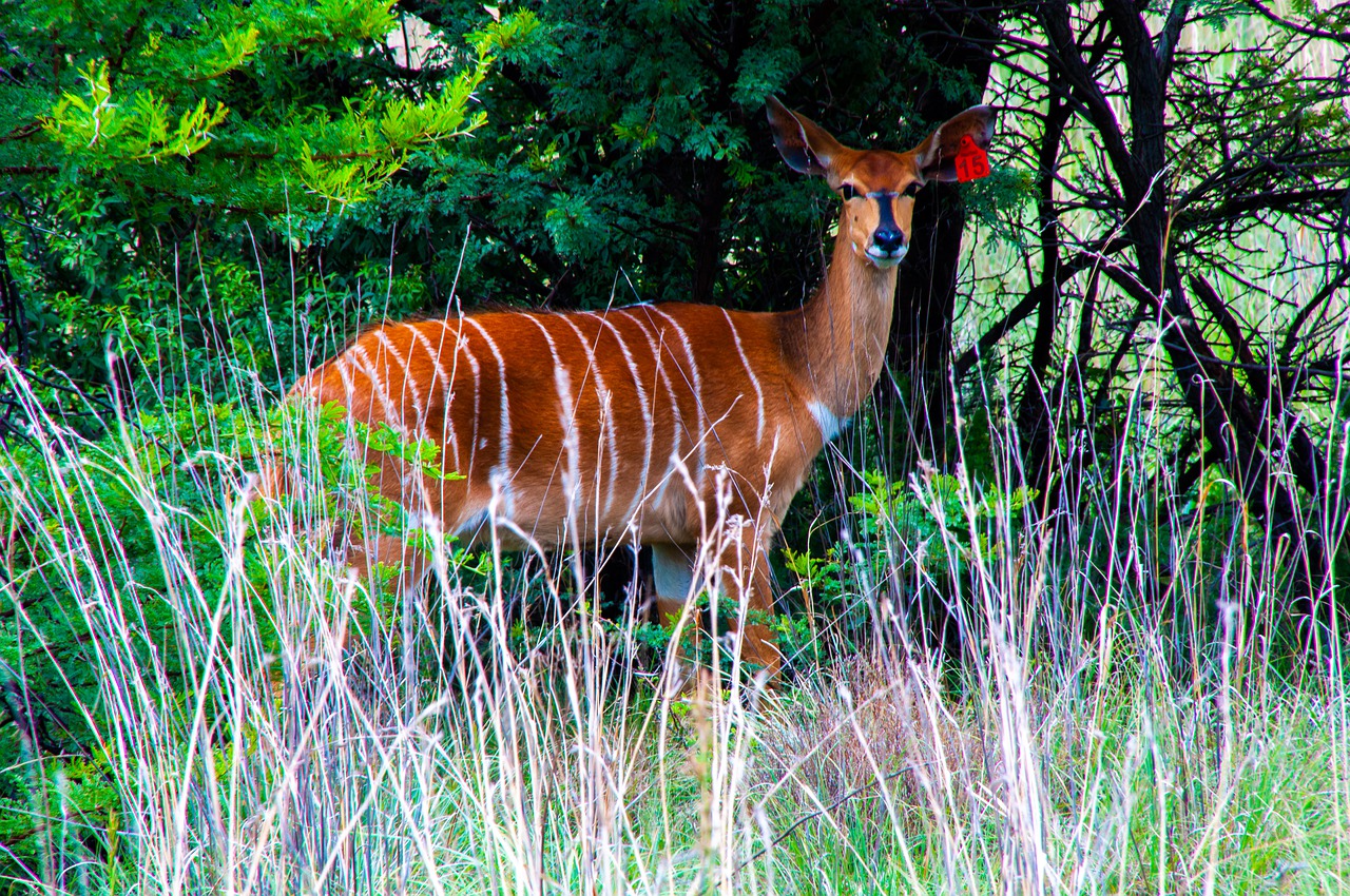 kudu  buck  wildlife free photo