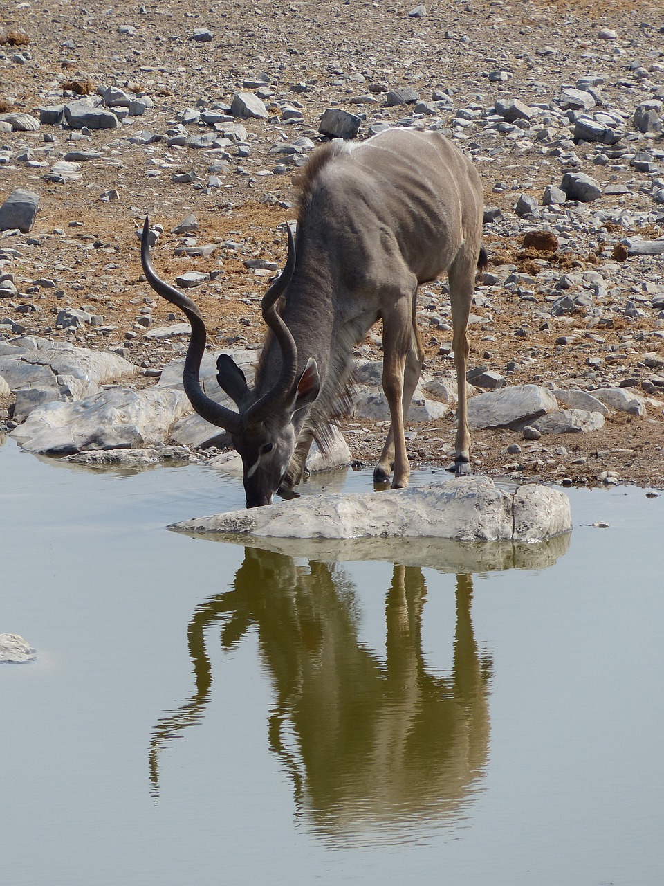 kudu water hole safari free photo