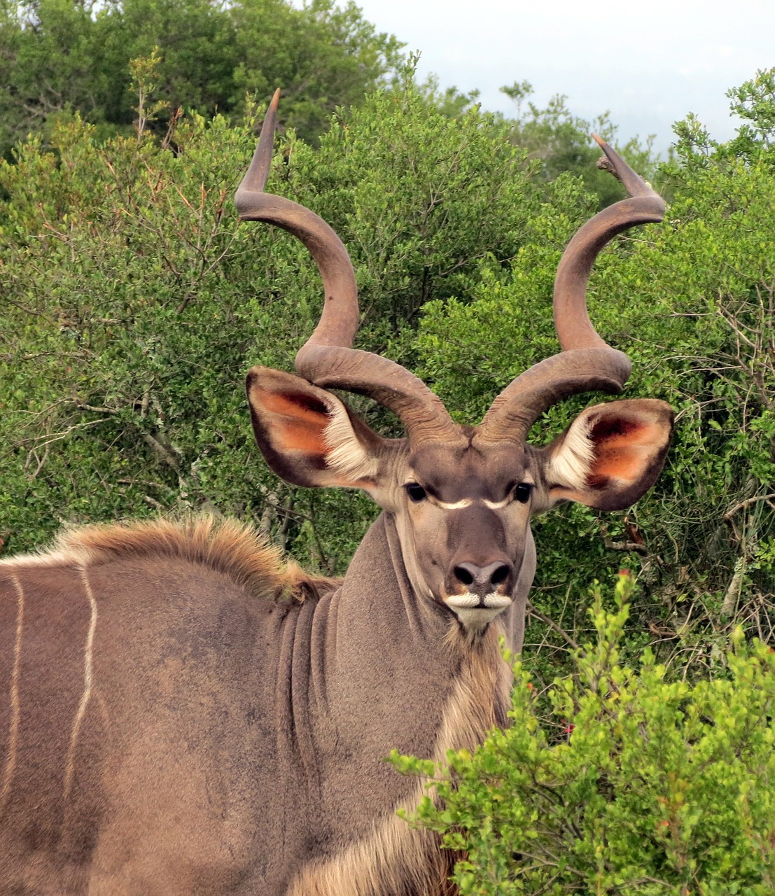 kudu animal horns free photo