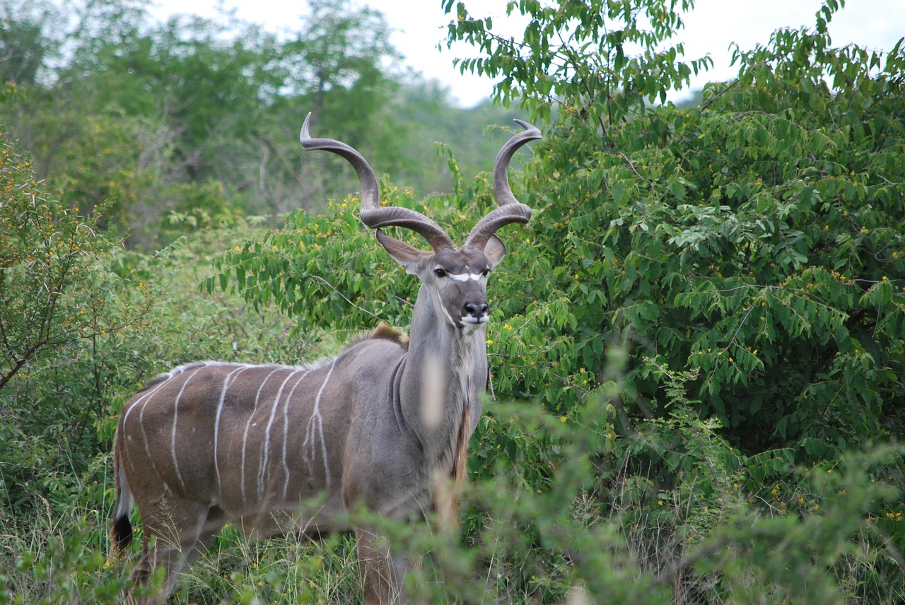 kudu south africa animal free photo