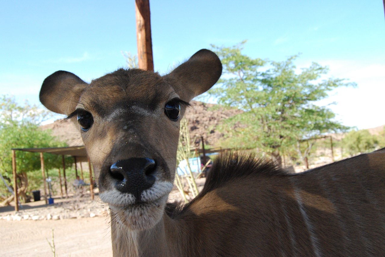 kudu eyes eyelashes free photo