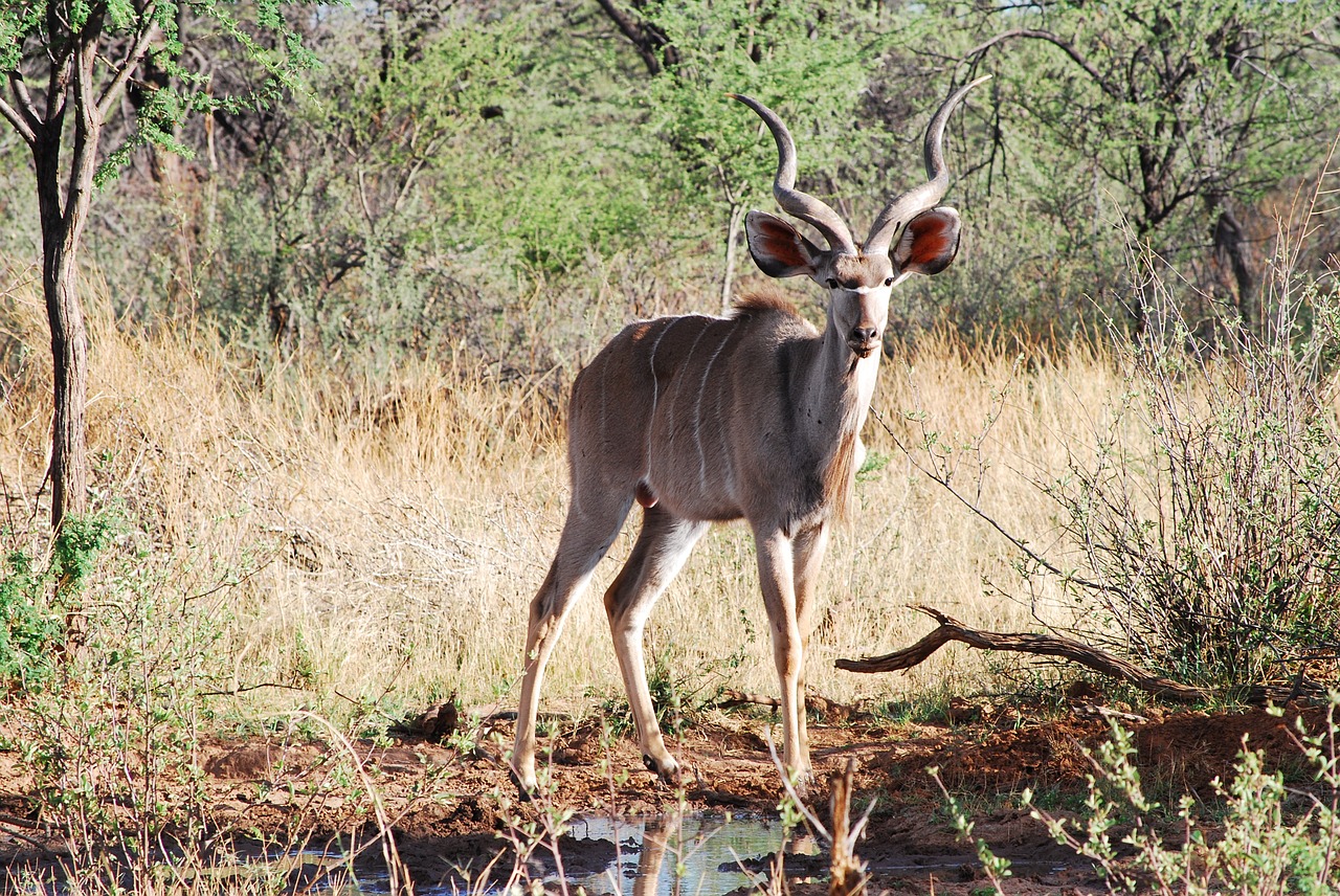 kudu antelope horned free photo