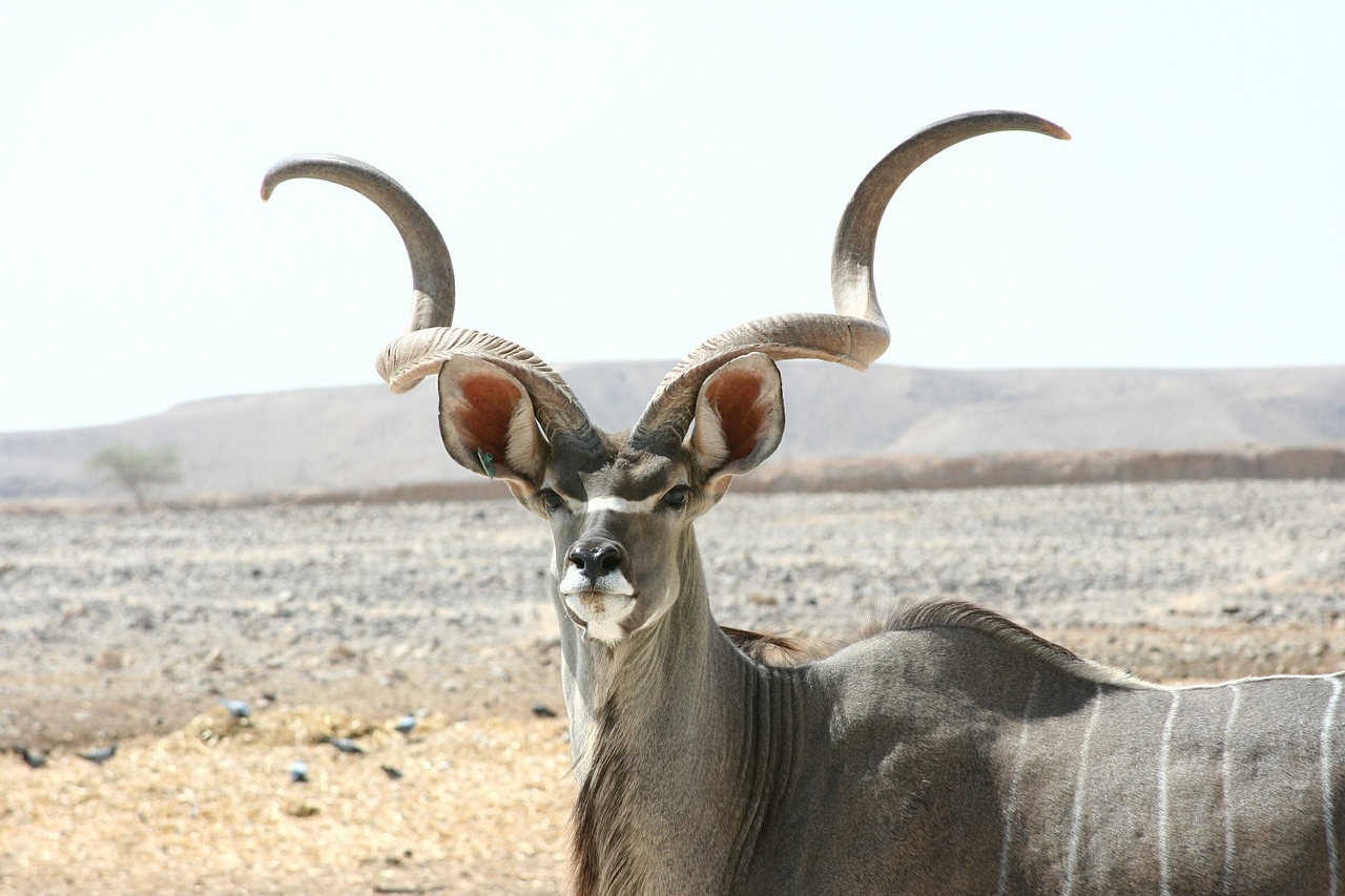 kudu antelope mammal wildlife free photo
