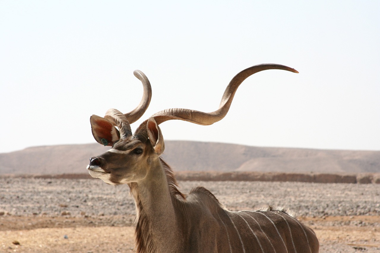 kudu antelope africa wildlife free photo