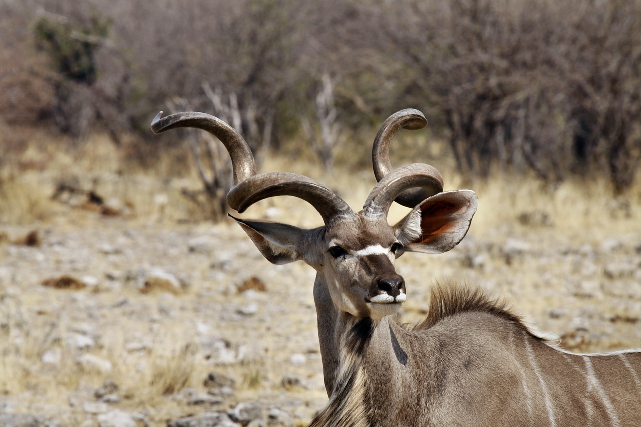 kudu buck antler namibia free photo