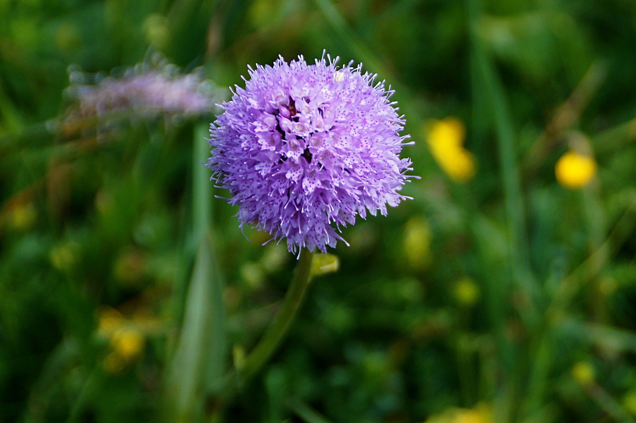 kugelorchis traunsteinera globosa orchid free photo