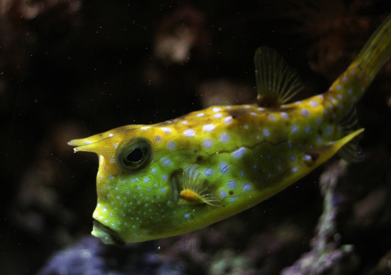 kuhfisch fish underwater free photo