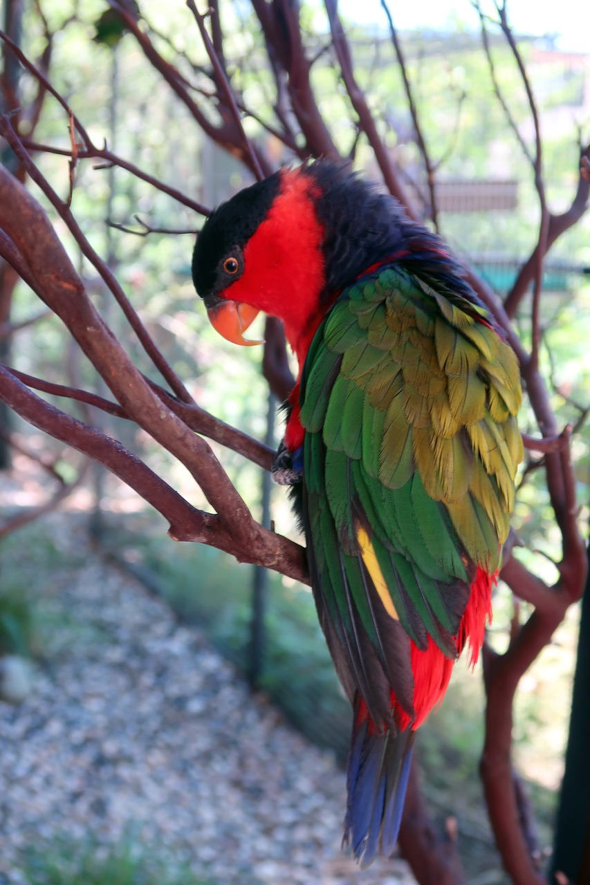 kuhls lori  lorikeet  bird free photo