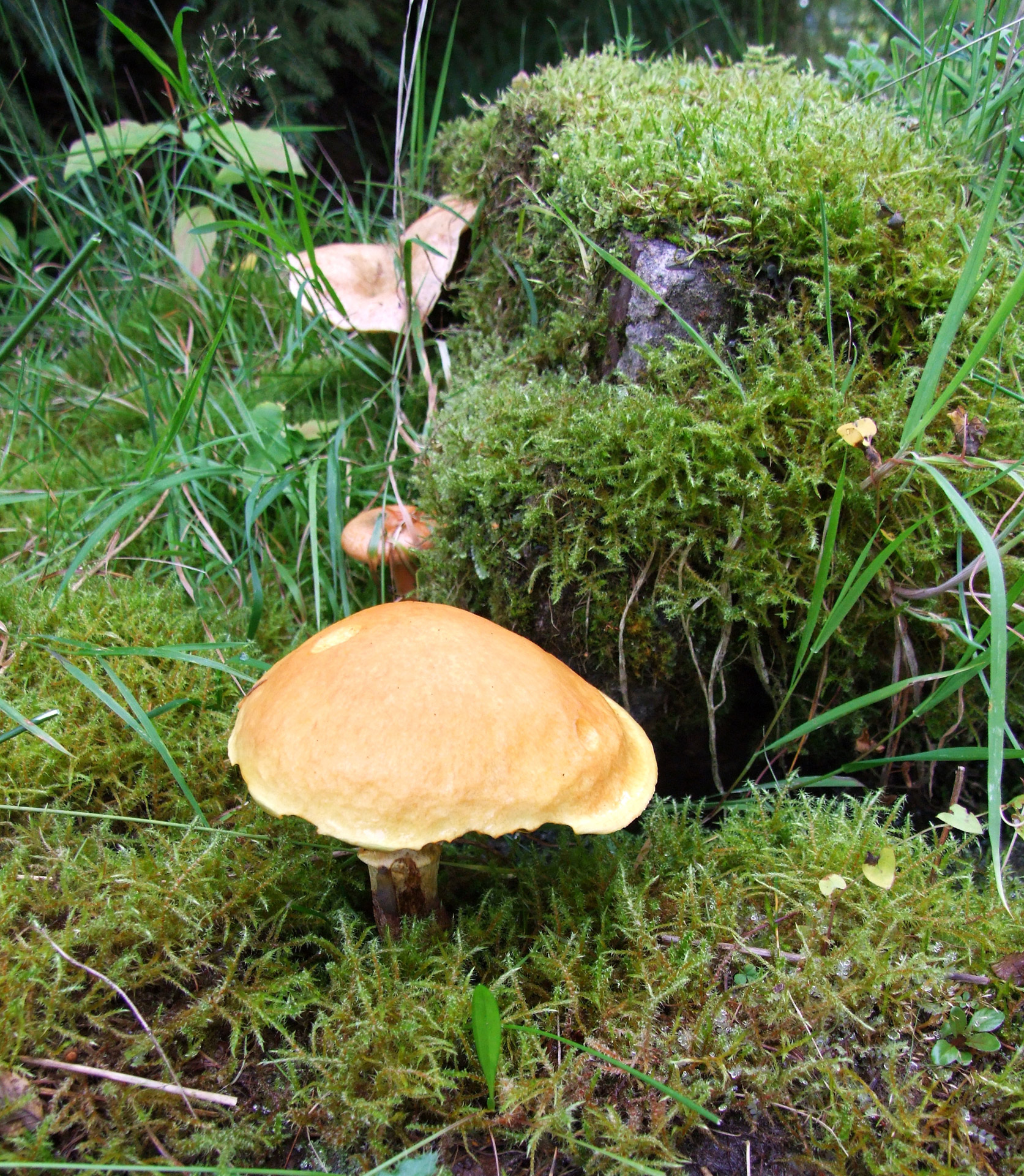 mushroom fall pine forest free photo