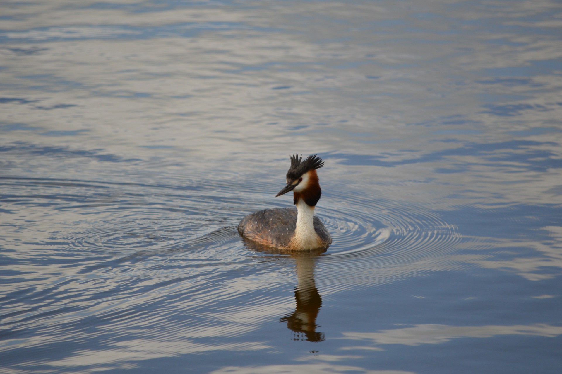 water bird water bird free photo