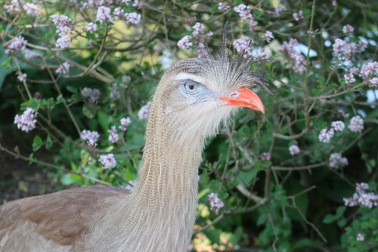 kuifseriema  cariama cristata  red legged seriema free photo