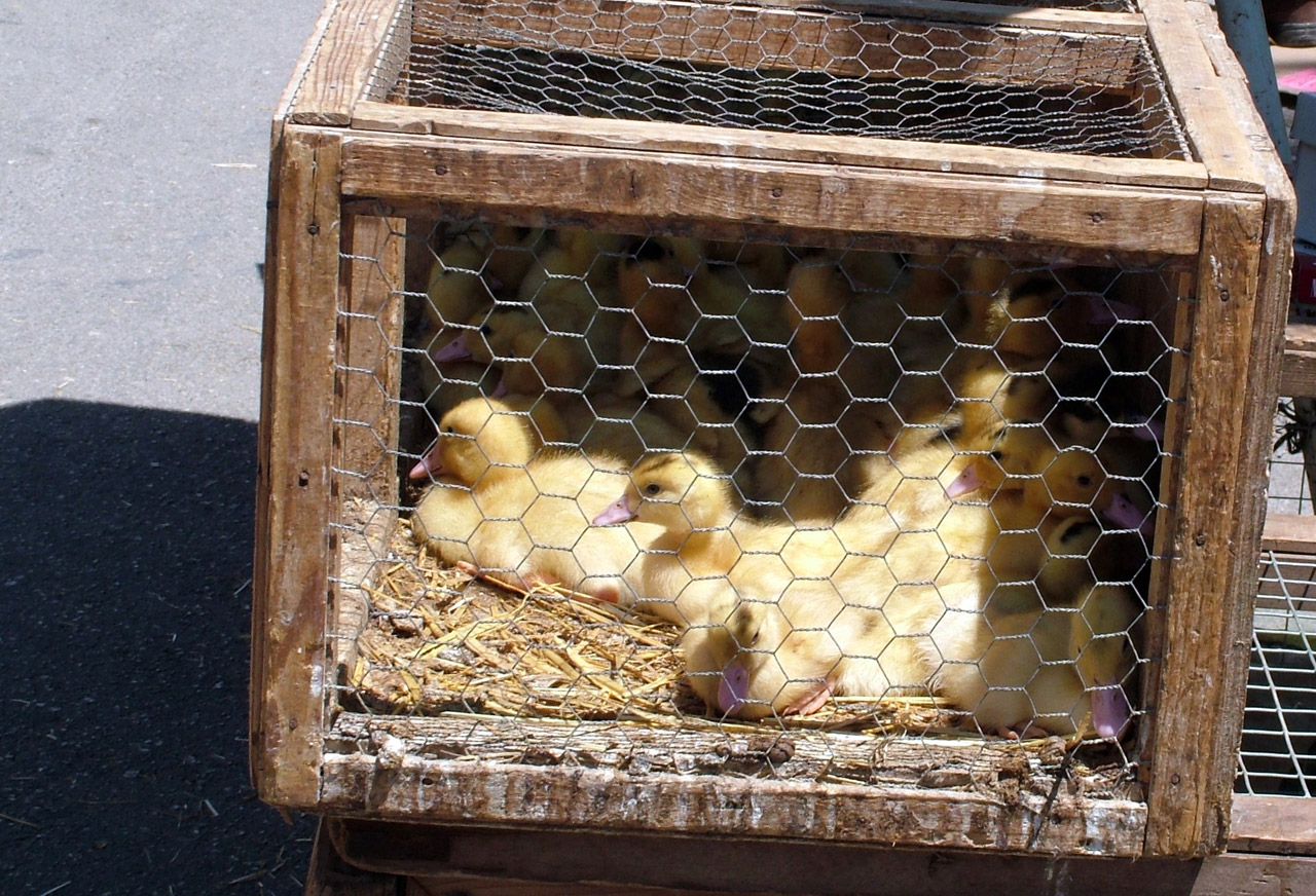 chicks animals market free photo
