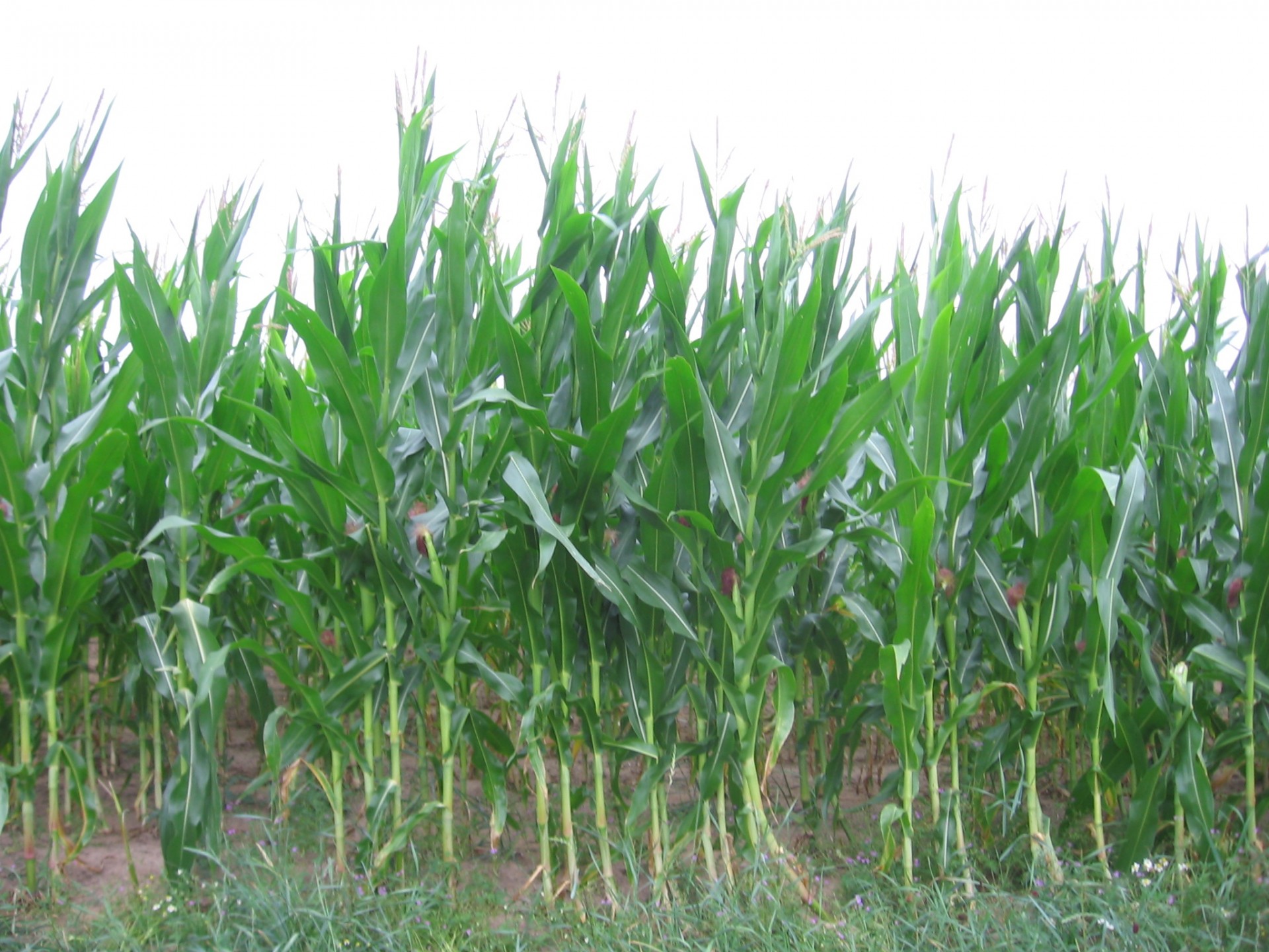 field corn corn field free photo
