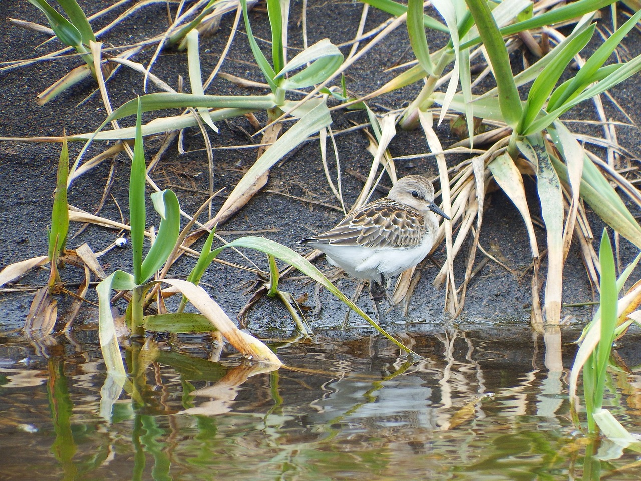 kulik bird swamp free photo