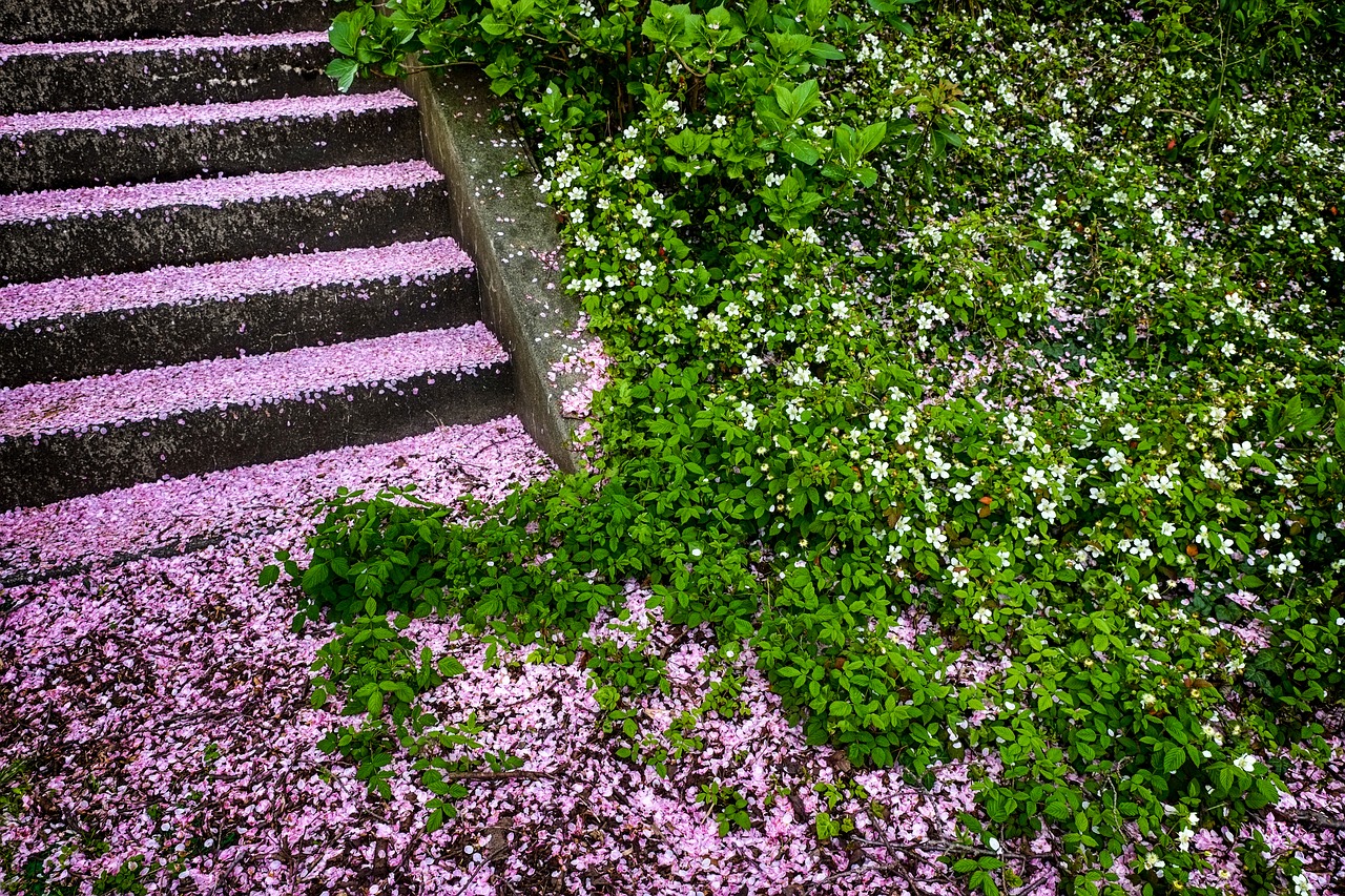 kumamoto cherry stairs free photo