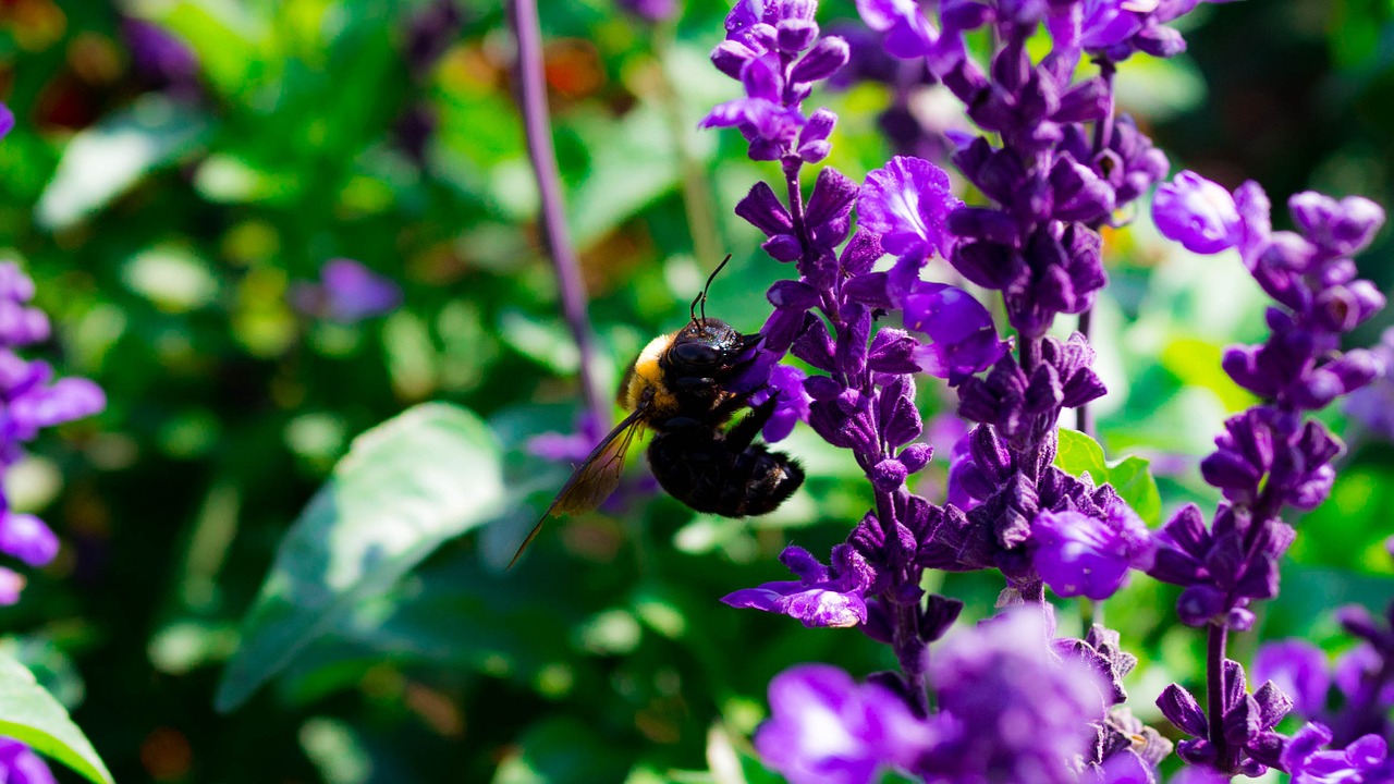 kumanbachi insect fruit flower park free photo