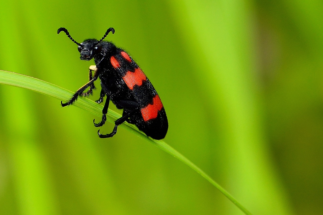 kumbang macro insect free photo