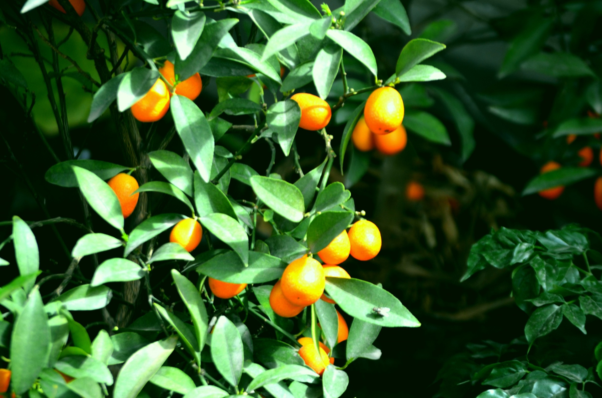 food citris kumquat free photo