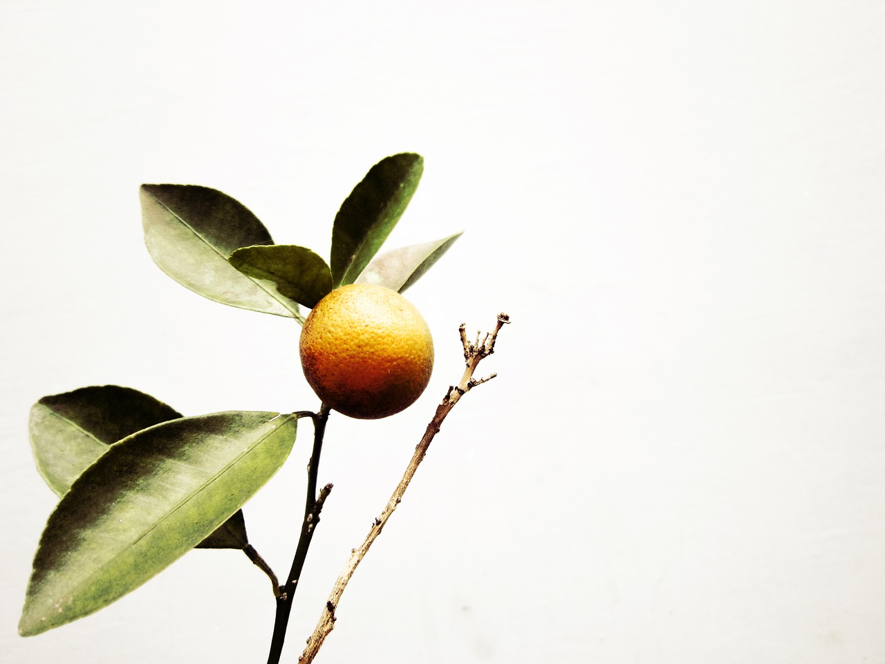 kumquat ornamental trees vietnam free photo