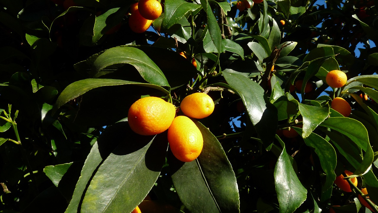 kumquat citrus tree free photo