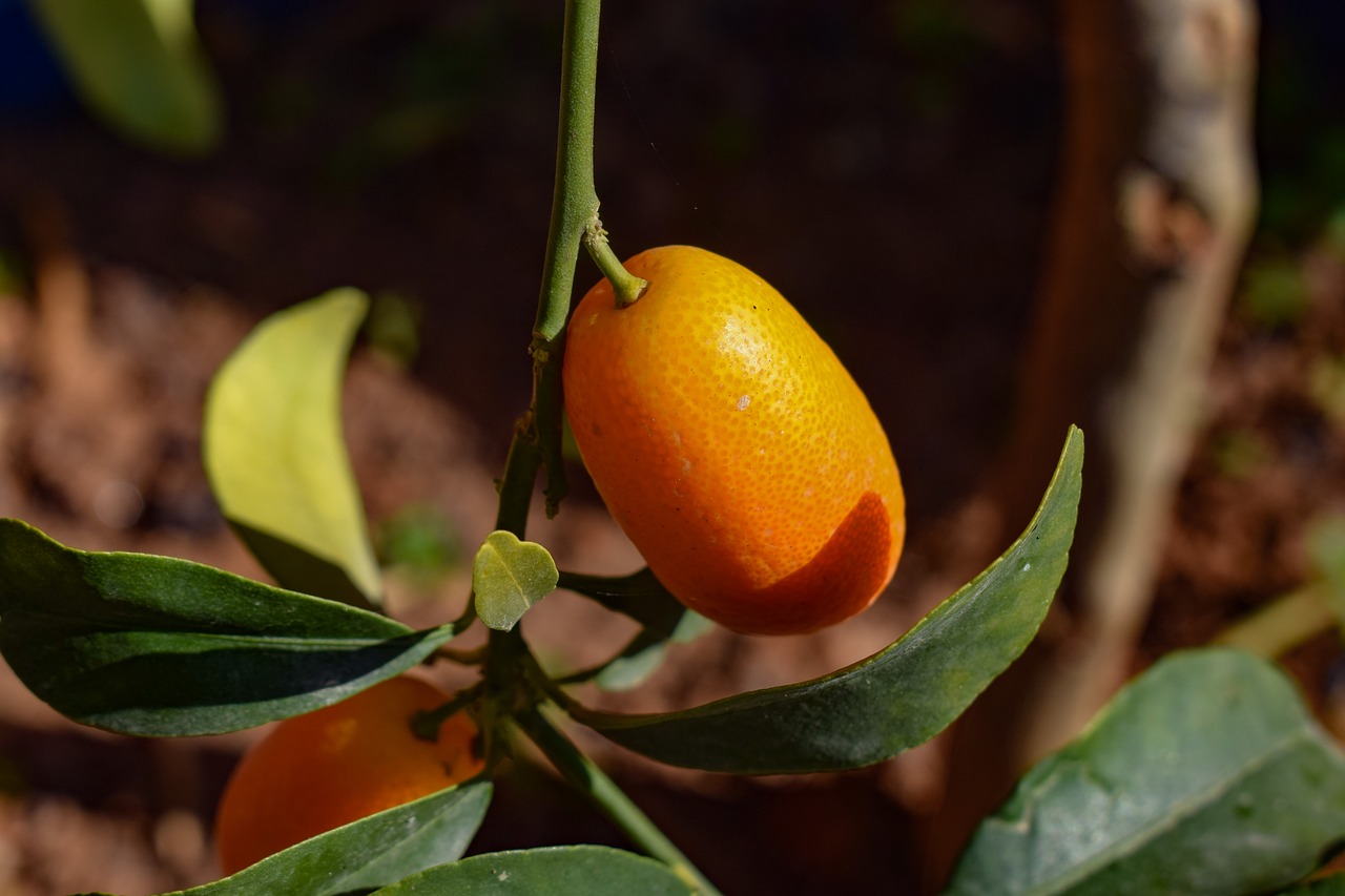 kumquat  leaf  fruit free photo