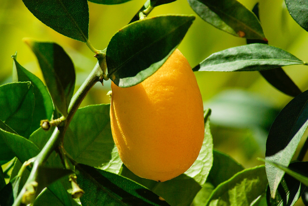 kumquat citrus lemon free photo