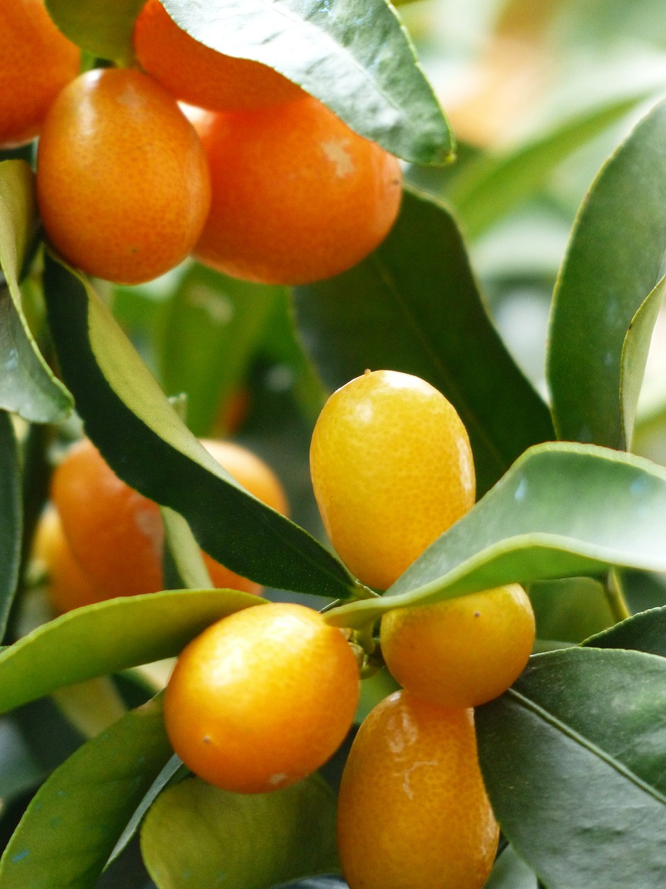 kumquats tree branch free photo