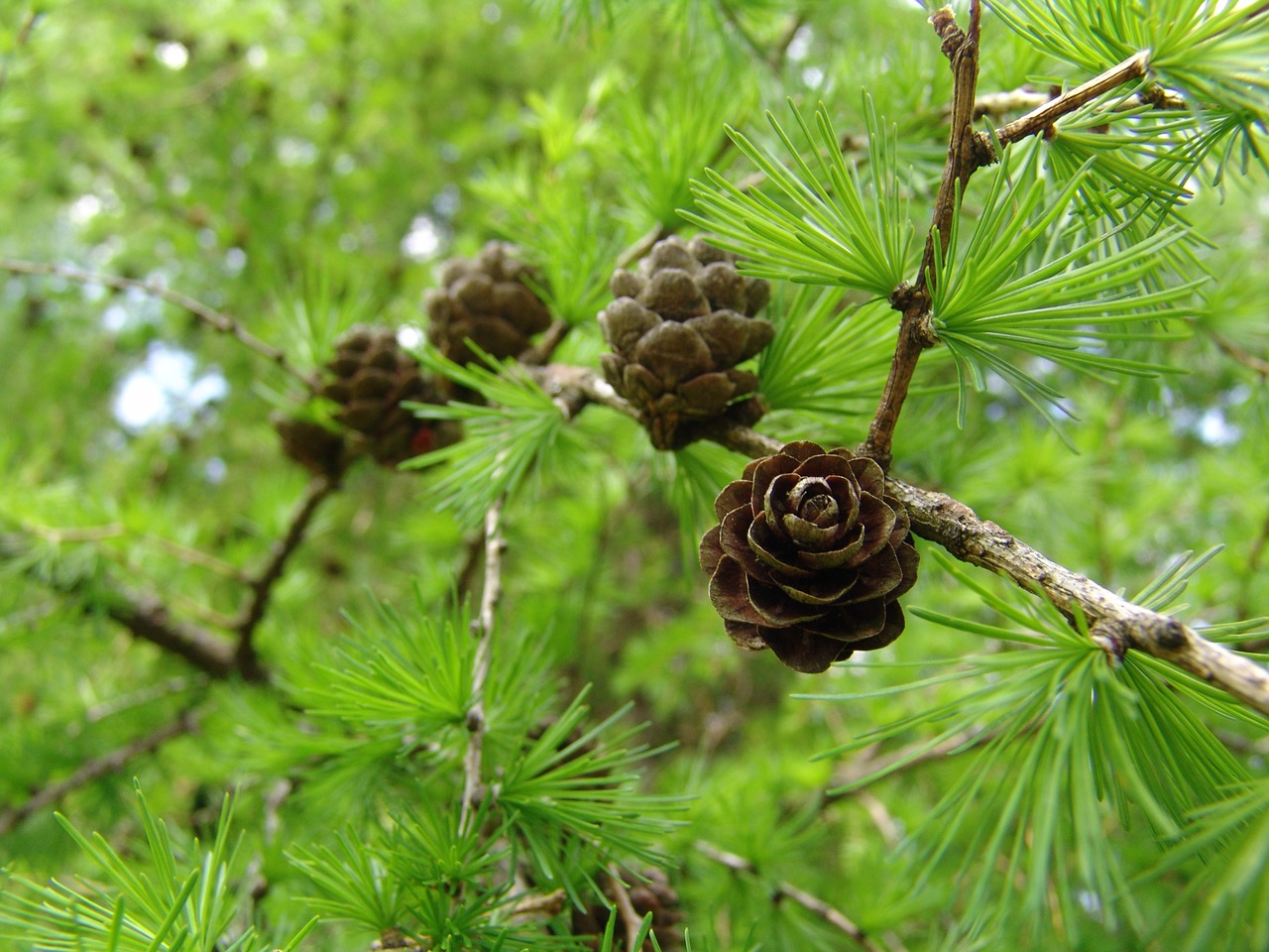 kumutschel forest branch free photo