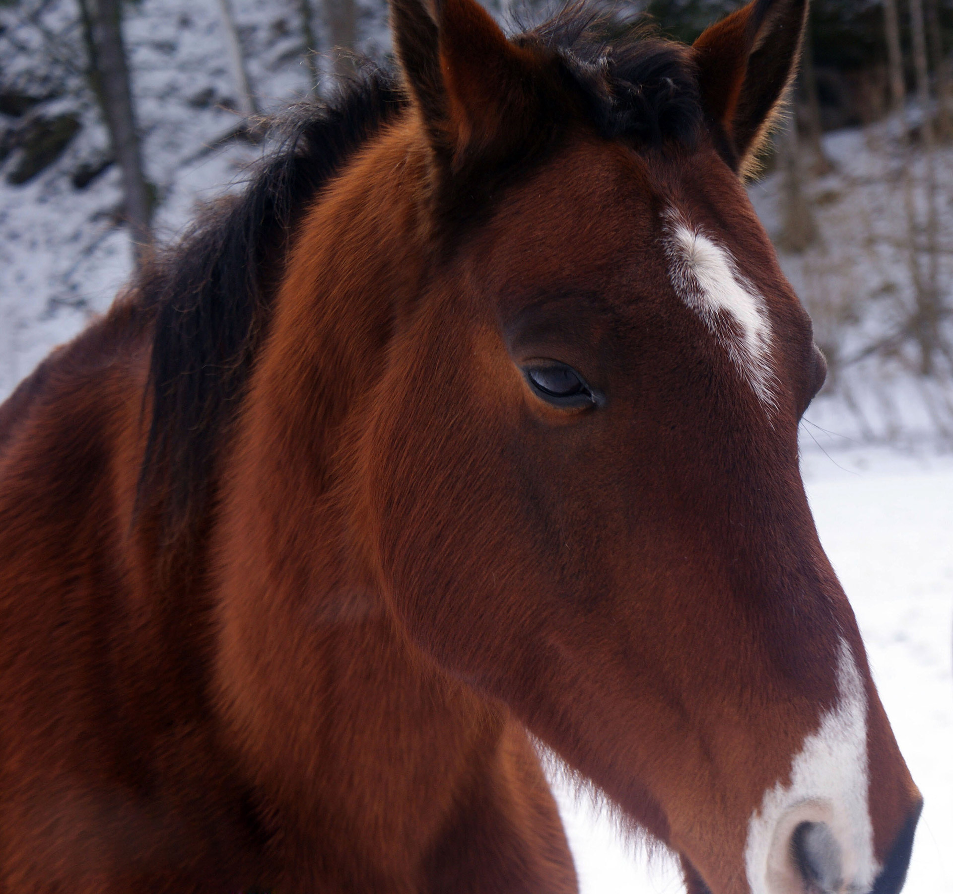 head horse winter free photo