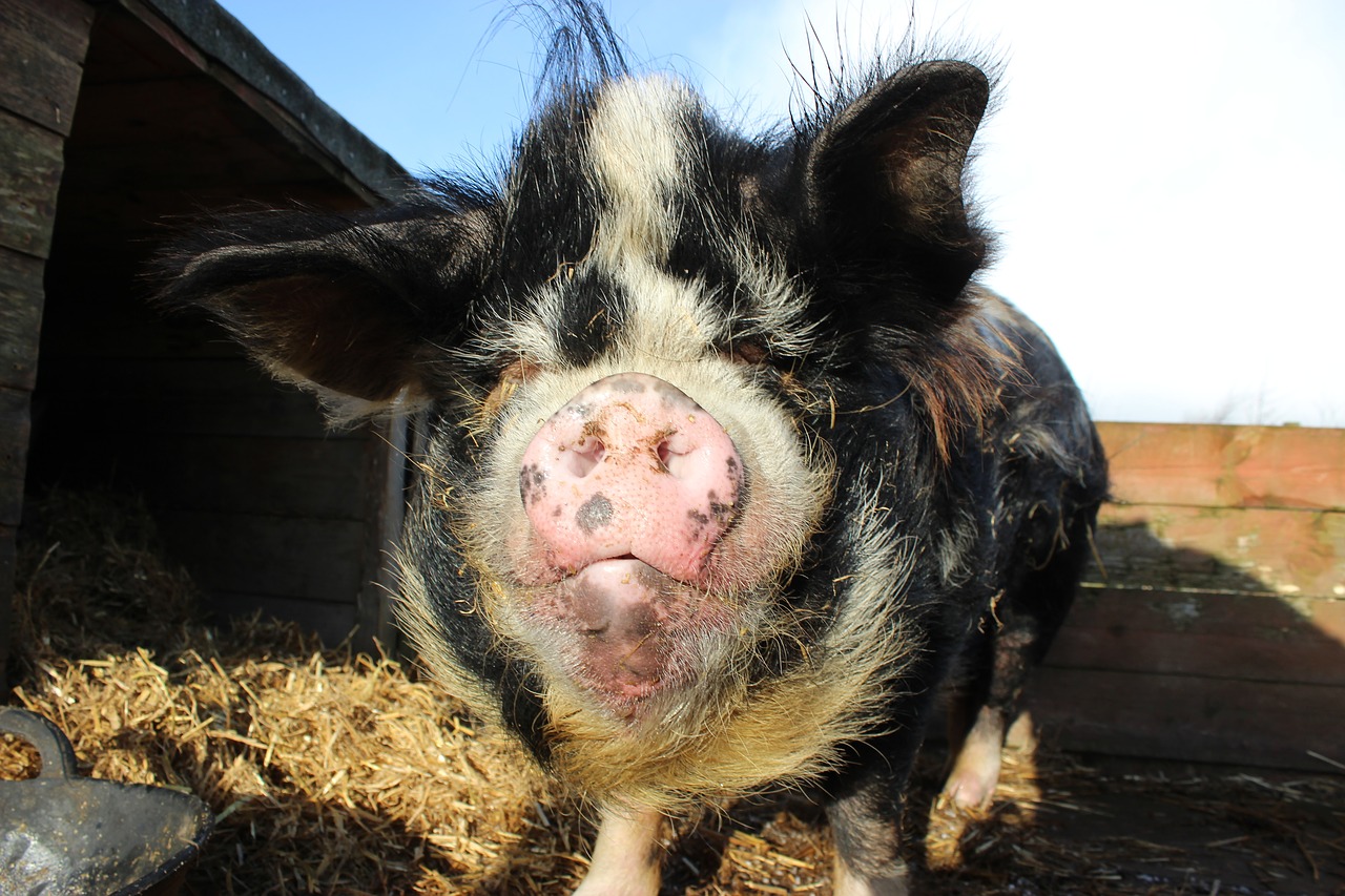 kunekune kune kune pig free photo