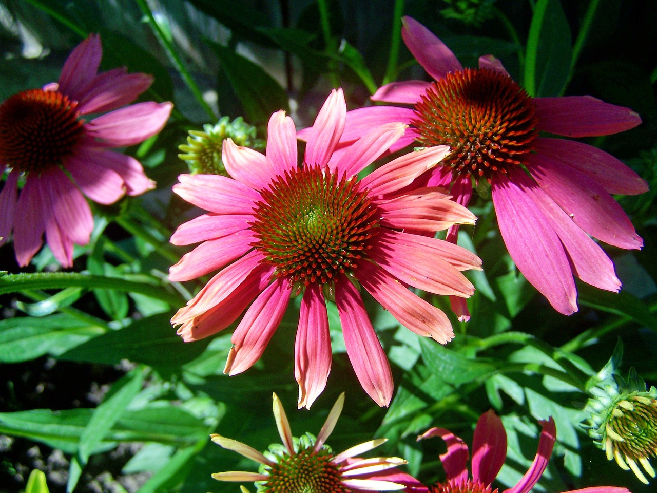 kúpvirág  summer flower  garden free photo