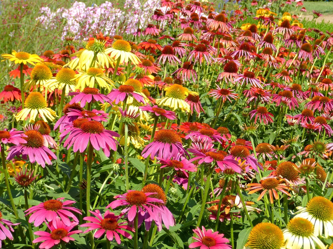 kúpvirág echinacea colorful flower free photo